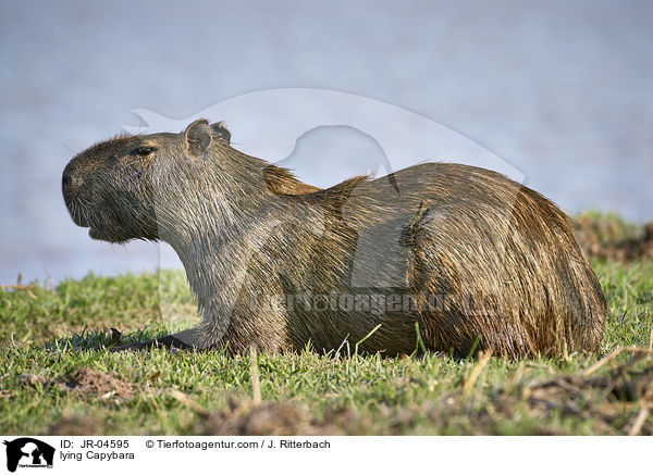 lying Capybara / JR-04595