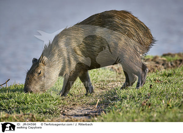 walking Capybara / JR-04596