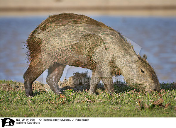 walking Capybara / JR-04598