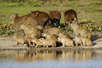 capibaras