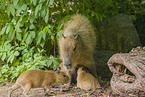 Capybaras