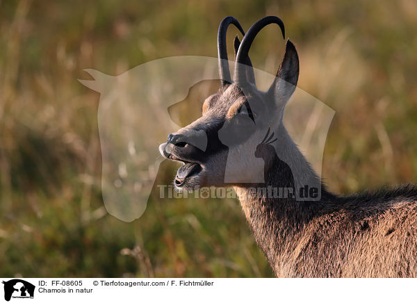 Chamois in natur / FF-08605