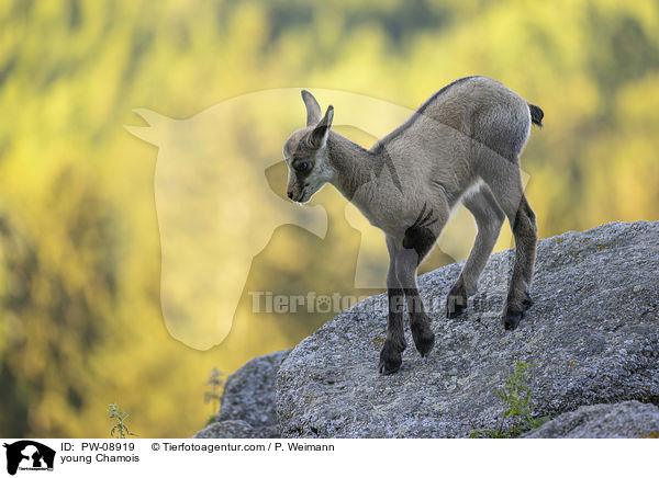 young Chamois / PW-08919