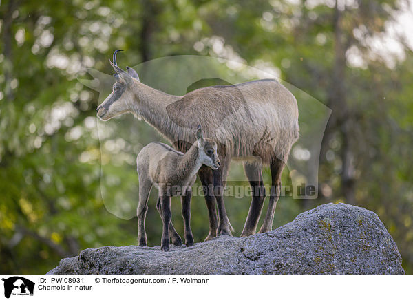 Chamois in natur / PW-08931