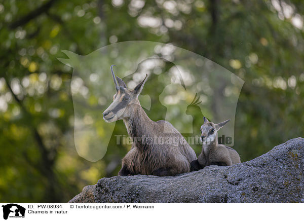 Chamois in natur / PW-08934