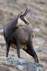 chamois