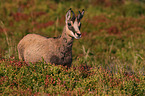 Chamois in nature