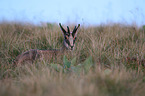 lying Chamois