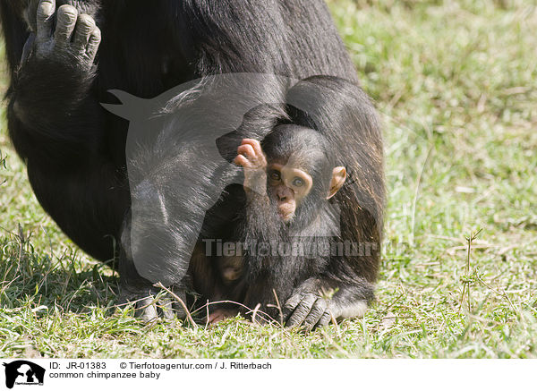 common chimpanzee baby / JR-01383
