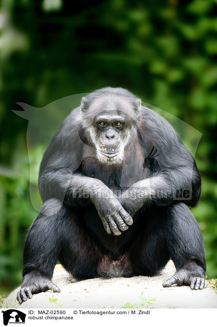 Schimpanse / robust chimpanzee / MAZ-02590