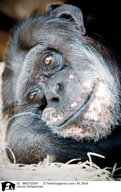 robust chimpanzee / MAZ-02591