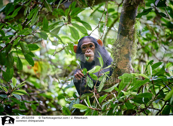 common chimpanzee / JR-02059