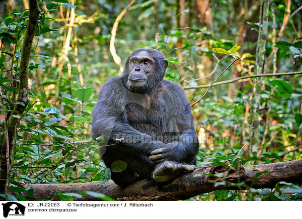 common chimpanzee / JR-02063