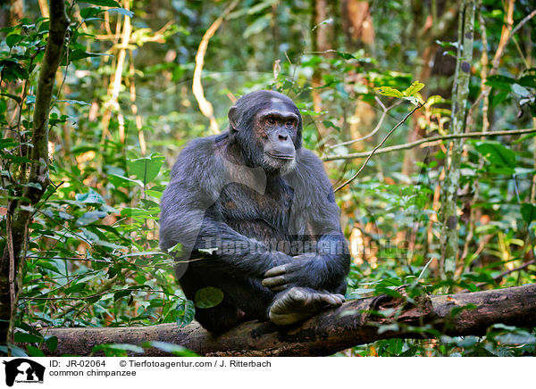 common chimpanzee / JR-02064