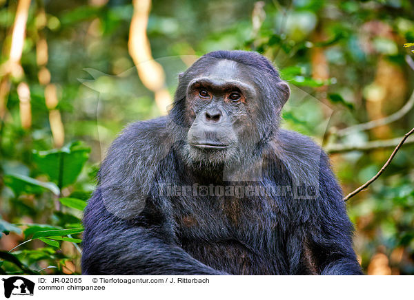 common chimpanzee / JR-02065