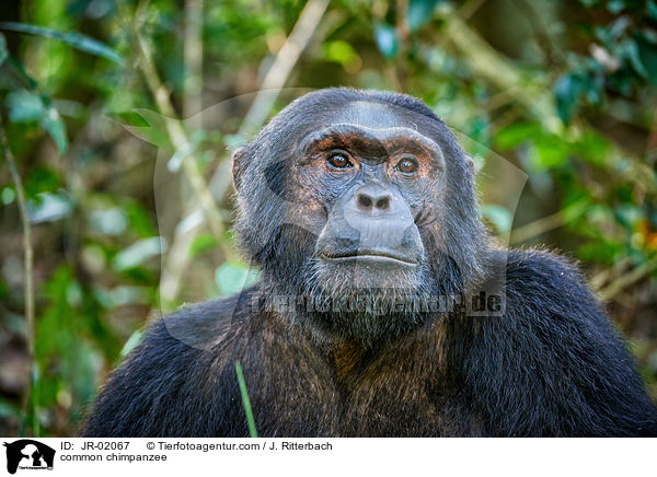 common chimpanzee / JR-02067