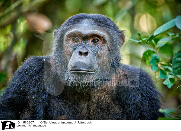 common chimpanzee / JR-02071