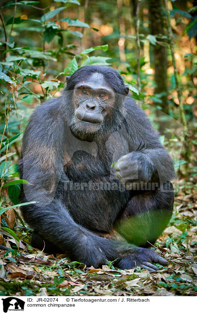 common chimpanzee / JR-02074