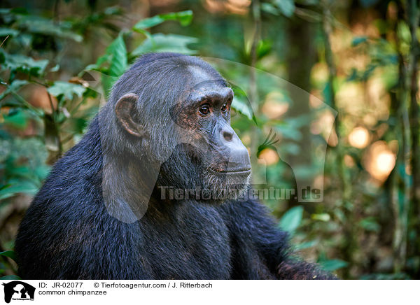 common chimpanzee / JR-02077