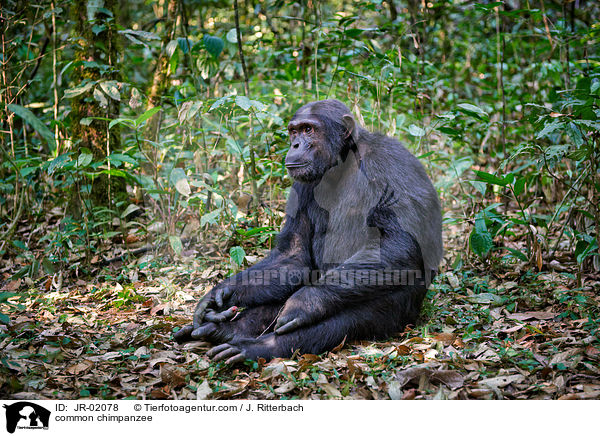 common chimpanzee / JR-02078