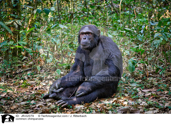 common chimpanzee / JR-02079