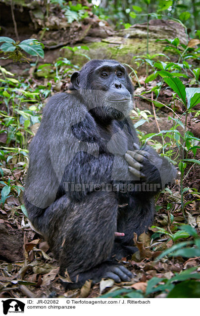 common chimpanzee / JR-02082