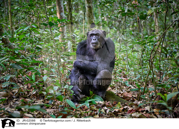 common chimpanzee / JR-02086