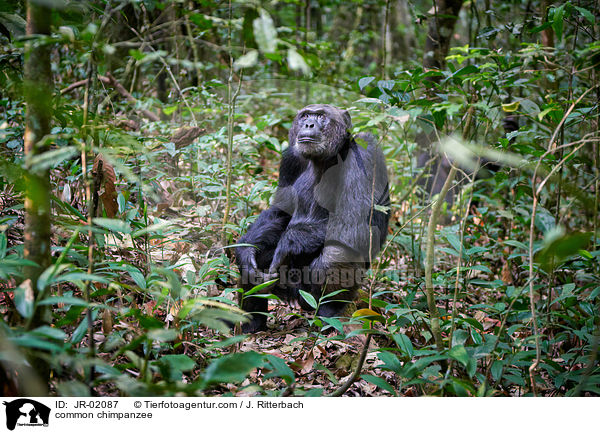 common chimpanzee / JR-02087