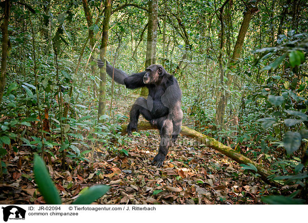 common chimpanzee / JR-02094