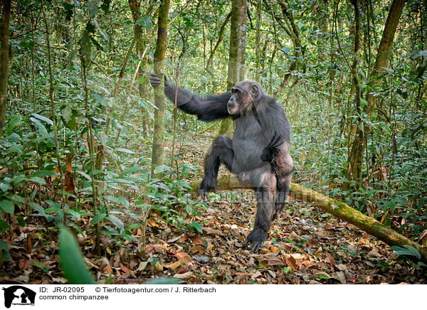 common chimpanzee / JR-02095