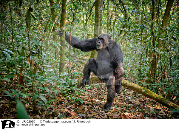 common chimpanzee / JR-02096