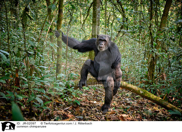 common chimpanzee / JR-02097