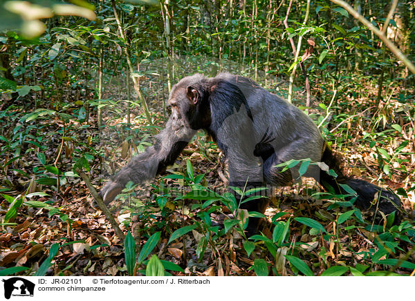 common chimpanzee / JR-02101