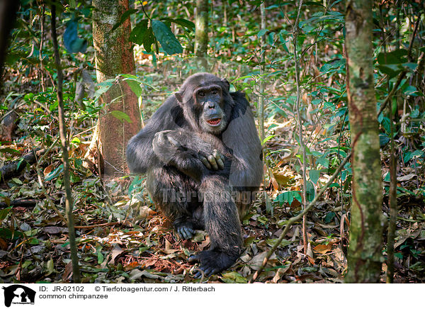 common chimpanzee / JR-02102