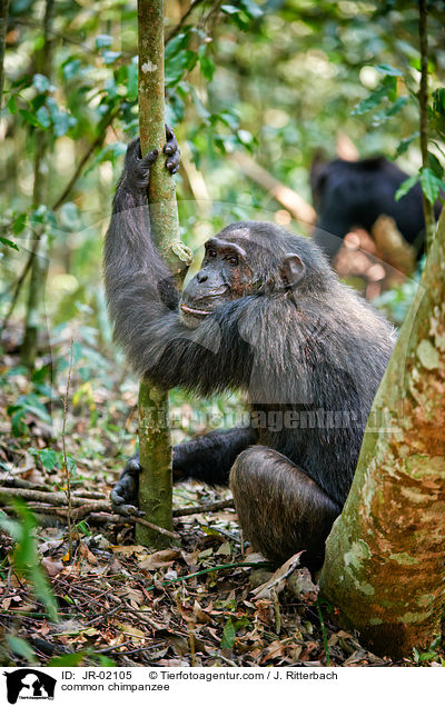 common chimpanzee / JR-02105