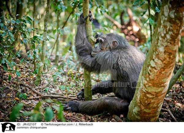 common chimpanzee / JR-02107