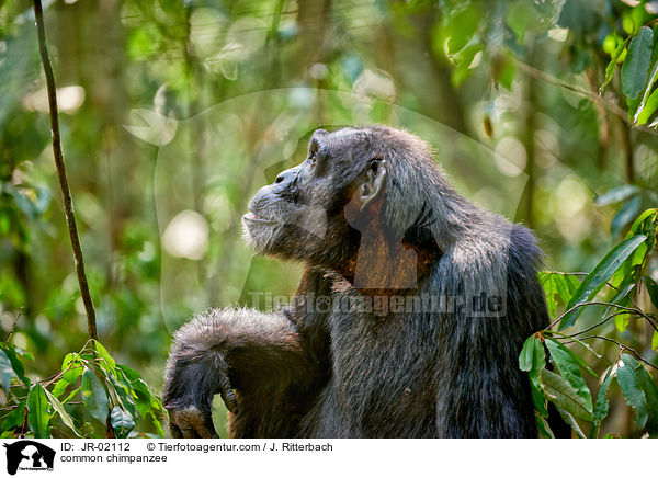 common chimpanzee / JR-02112