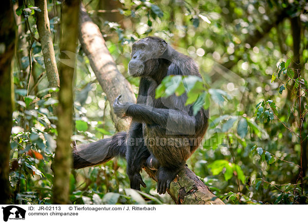 common chimpanzee / JR-02113