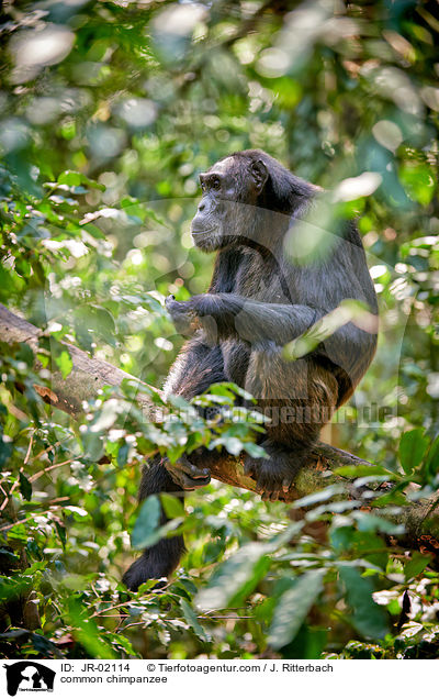 common chimpanzee / JR-02114