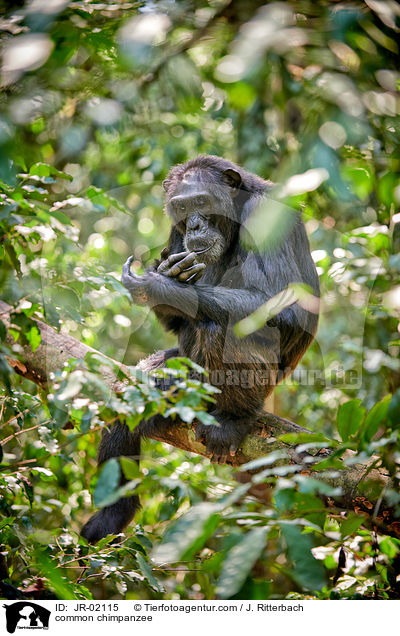 common chimpanzee / JR-02115