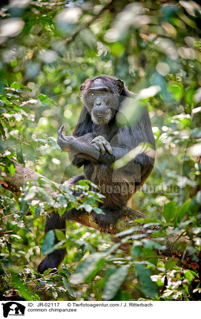 common chimpanzee / JR-02117