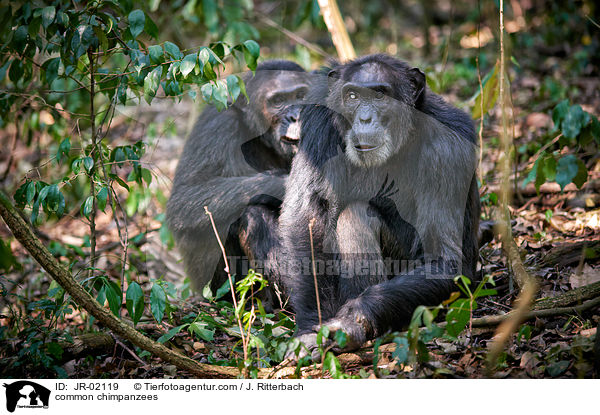 common chimpanzees / JR-02119