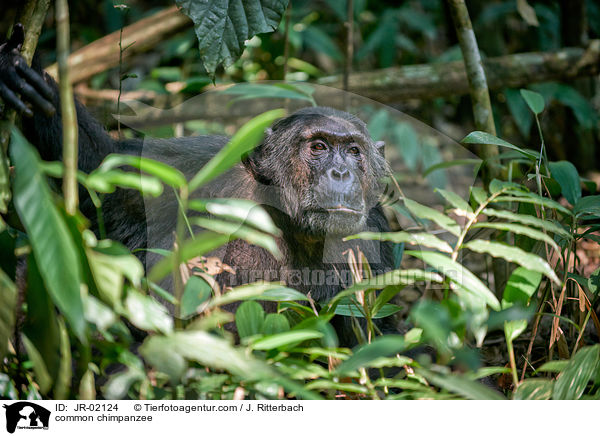 common chimpanzee / JR-02124