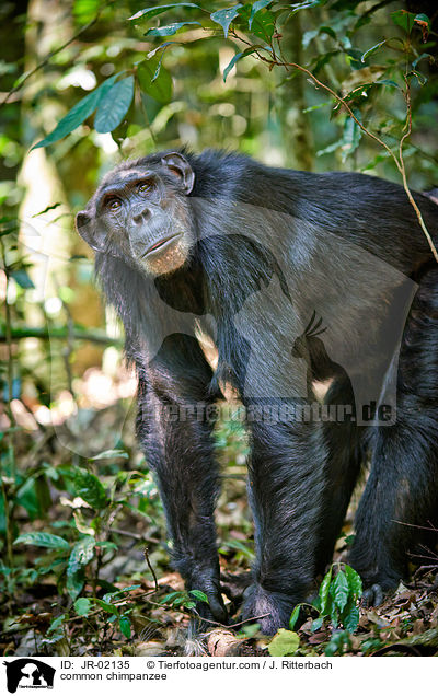 common chimpanzee / JR-02135