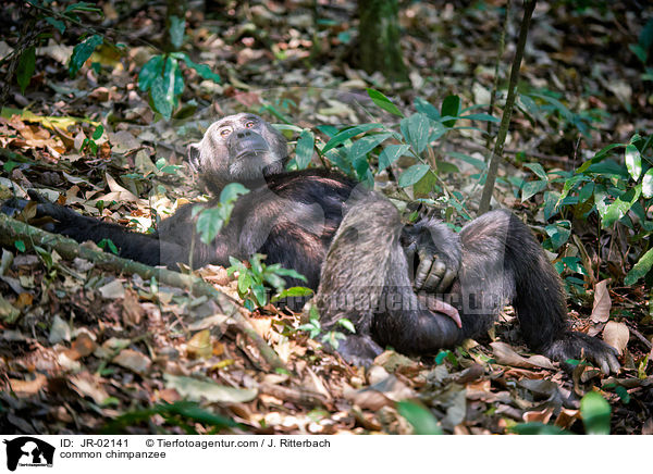 common chimpanzee / JR-02141