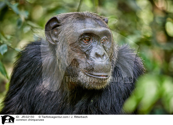 common chimpanzee / JR-02150