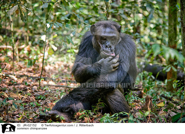 common chimpanzee / JR-02152