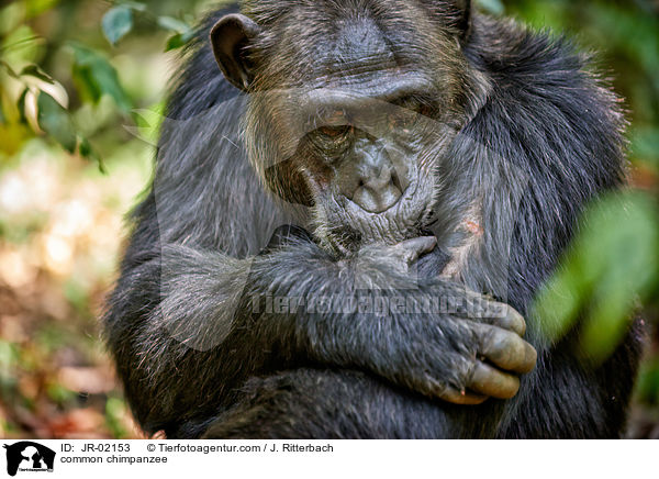 common chimpanzee / JR-02153