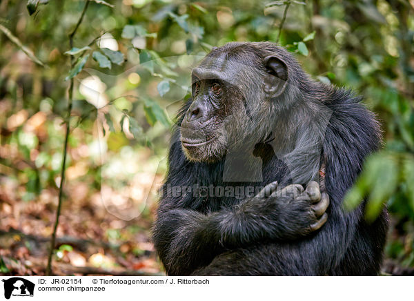 common chimpanzee / JR-02154