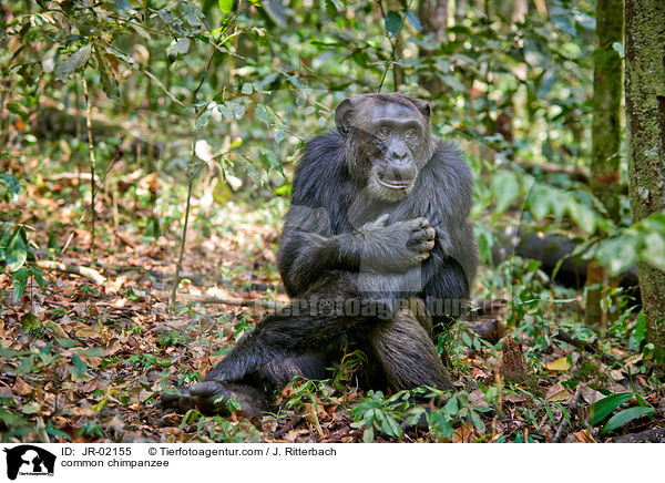 Schimpanse / common chimpanzee / JR-02155